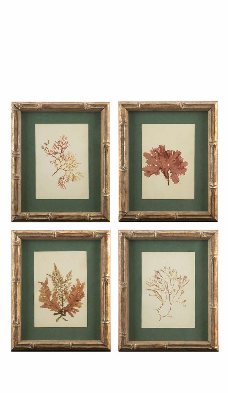 Small Gilt Framed Algae Specimens from the 19th Century 8" H