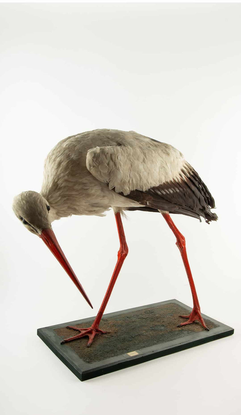 Natural History Mount: White Stork (Ciconia ciconia) 21"H