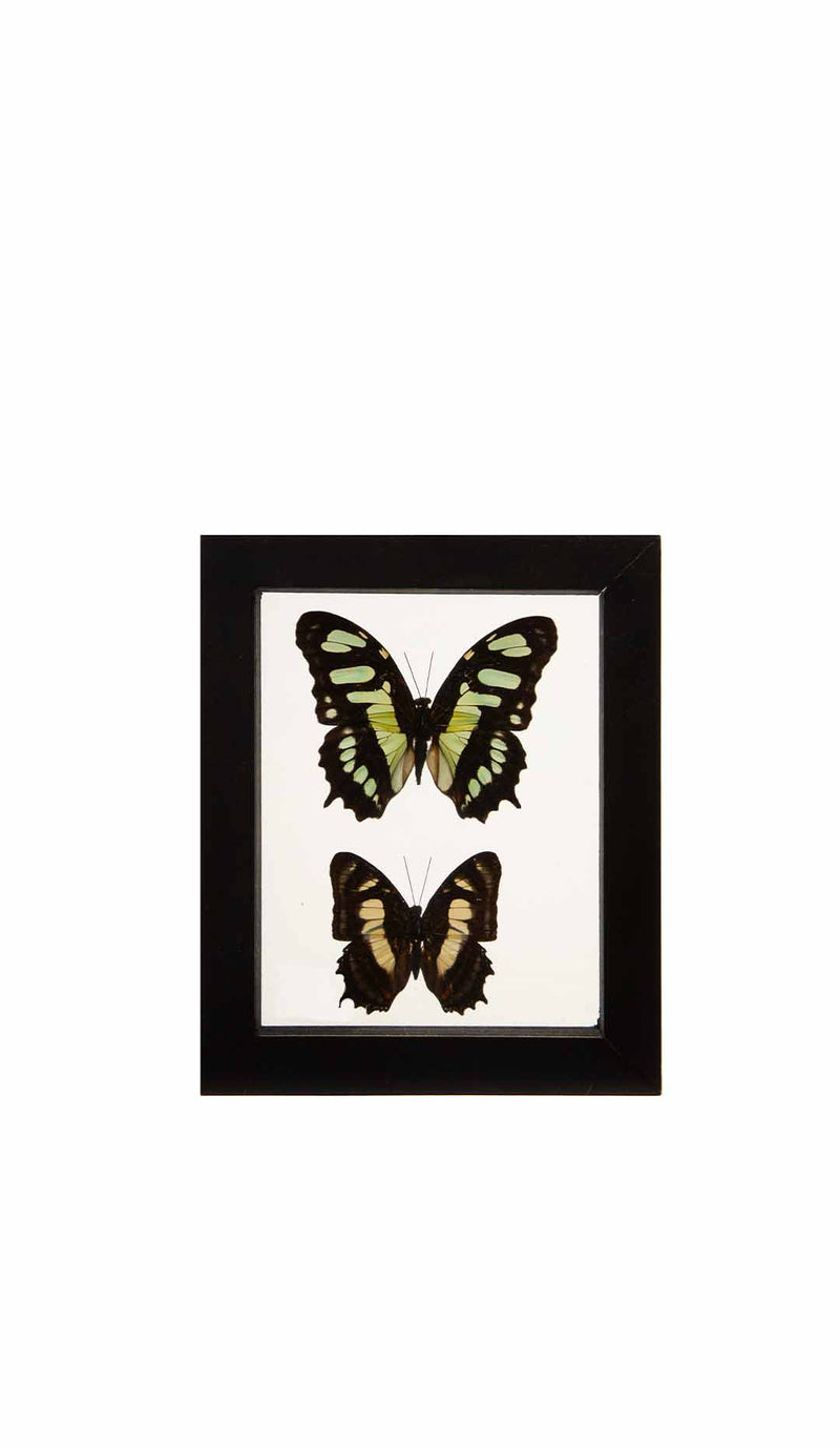 Butterflies in Double-Paned Glass and Ebonized Frame, 5.75" H