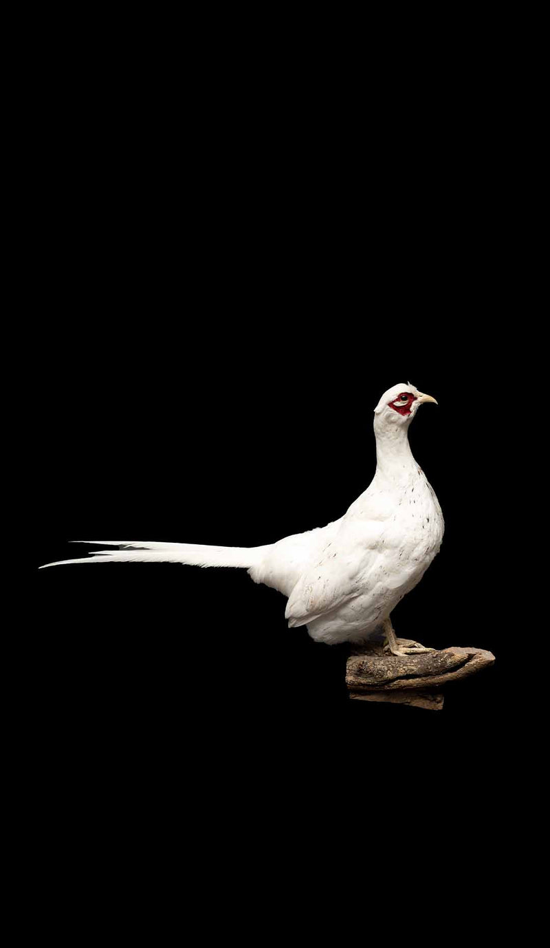 Alaskan Snow Pheasant
