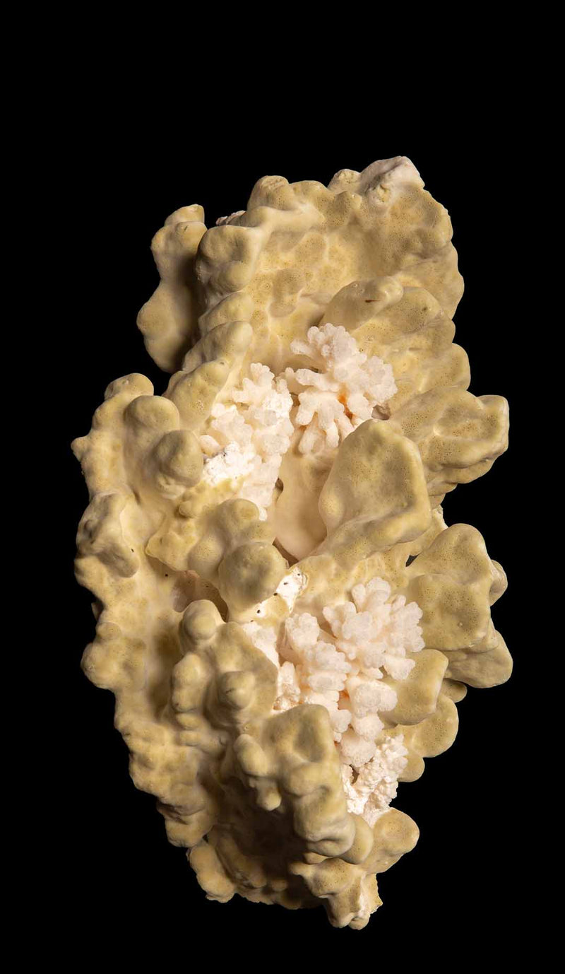 Table Mount Green Coral
