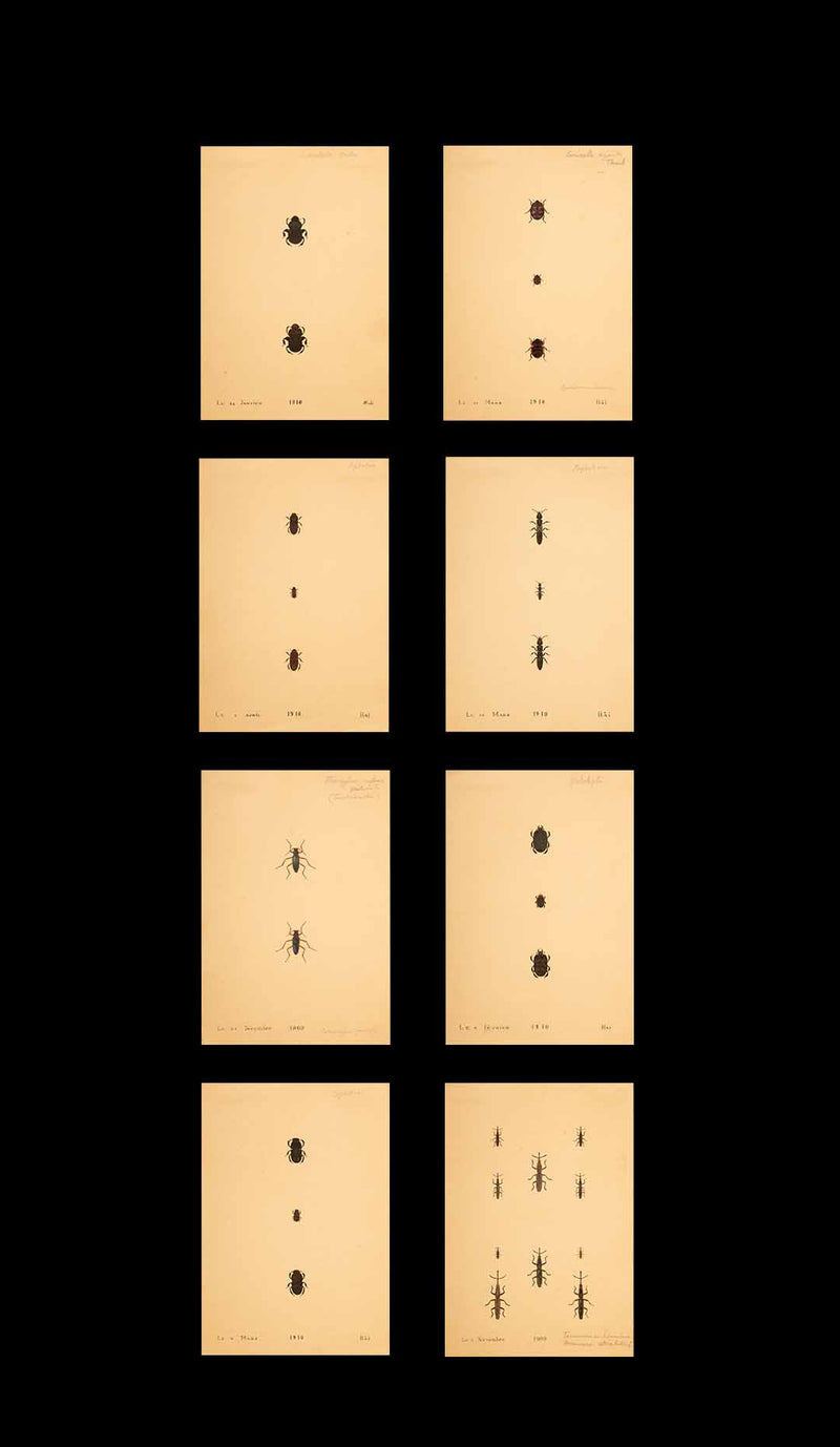 Unframed Collection Painted Scientific Illustrations of Various Insects from the Early 20th Century