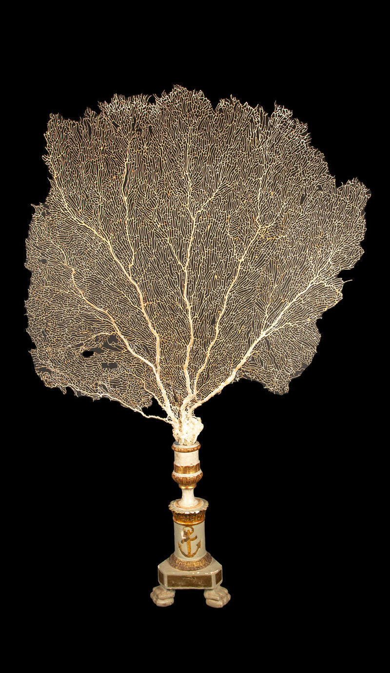 Imposing 19th-Century Gilt Sailor's Pricket with Mounted Natural Sea Fan- 62"H