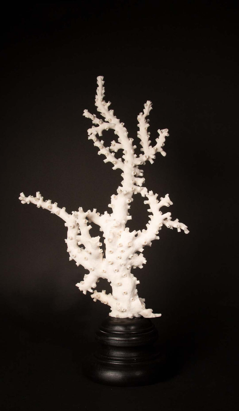 Very Large Custom Mounted Octopus Coral (Galaxea fascicularis)