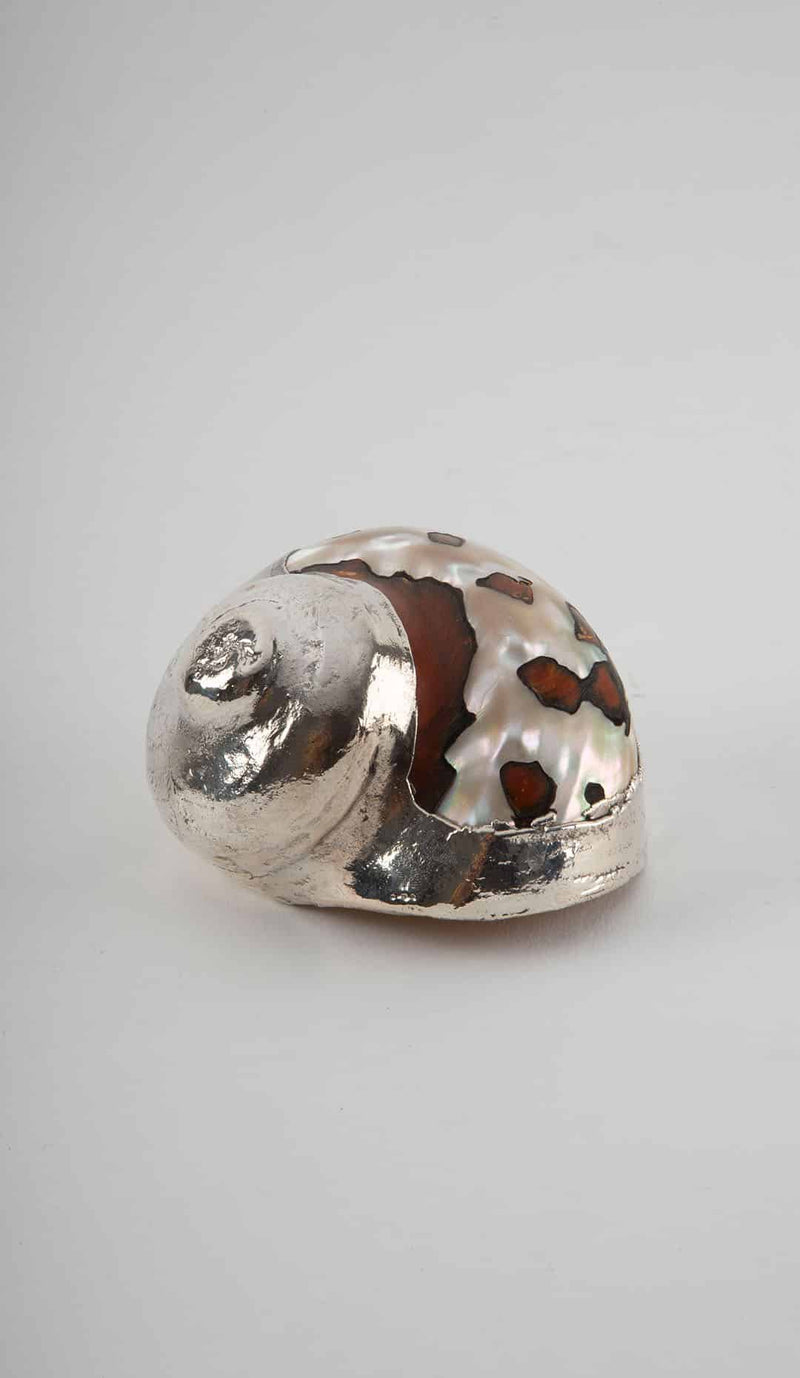 Partially Silvered South African Turban Shell