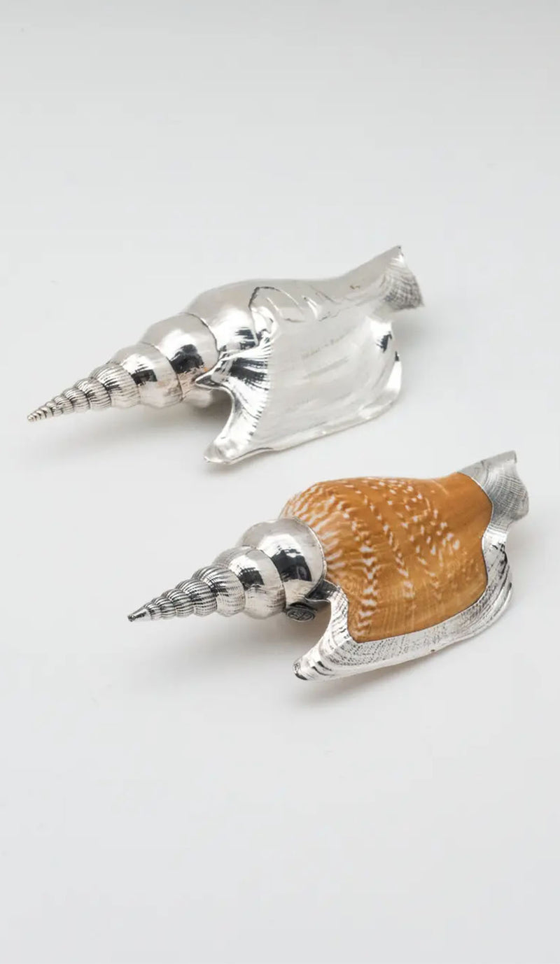 Silvered Lister's Conch