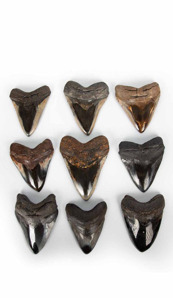 Megalodon Tooth