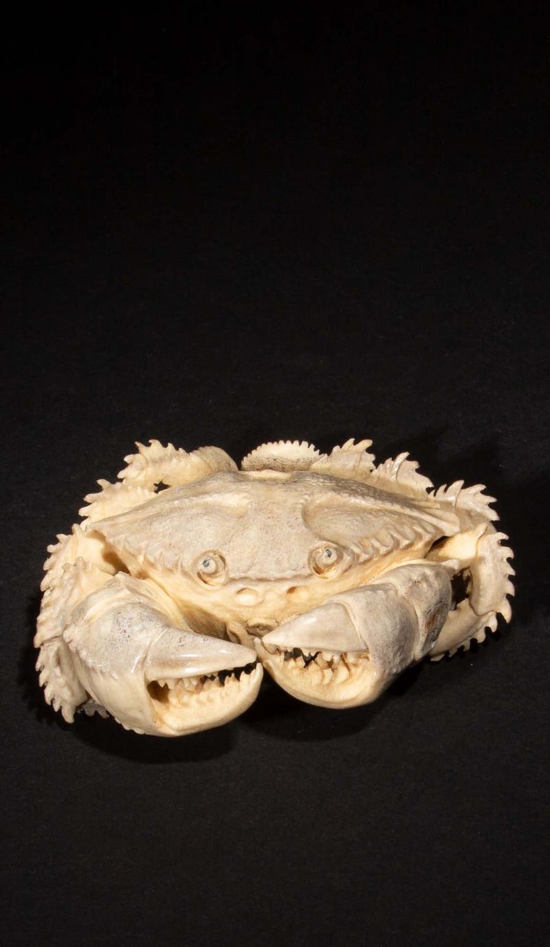 Hand Carved Moose Antler Crab, 4"