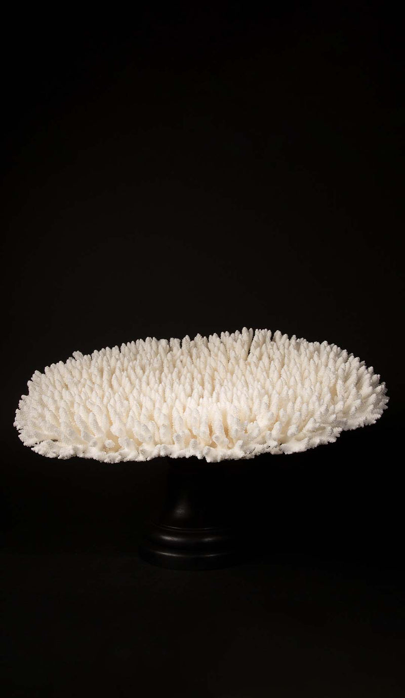 Mounted Table Coral