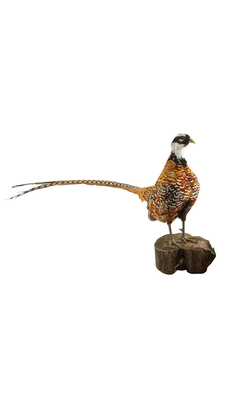 Reeves Pheasant Taxidermy Specimen — Syrmaticus reevesii