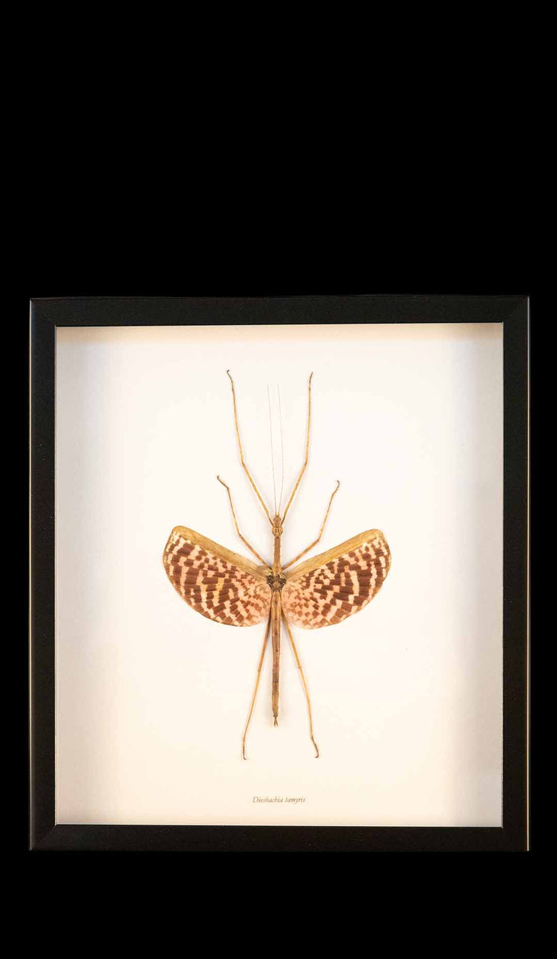 Framed Tessellated Spiny Flying Stick Insect