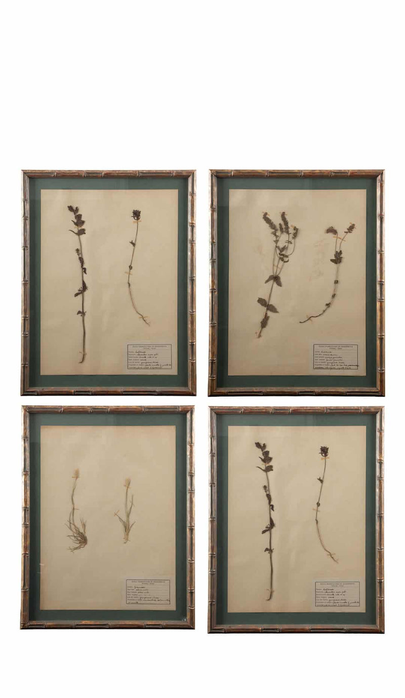 Gilt Framed Herbier Botanical Specimens from the 19th Century on Green Background
