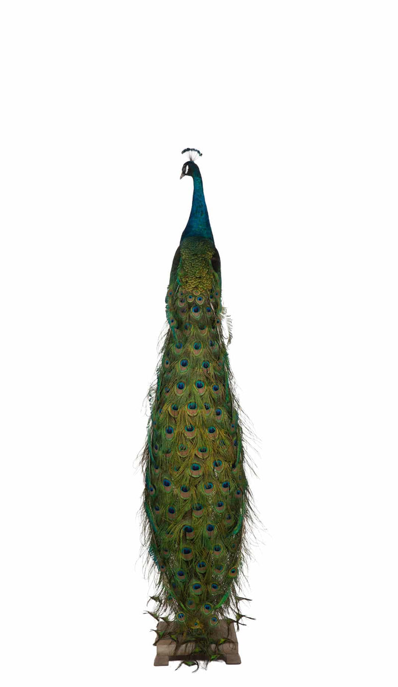 Regal Splendor: Indian Blue Peacock Taxidermy Masterpiece
