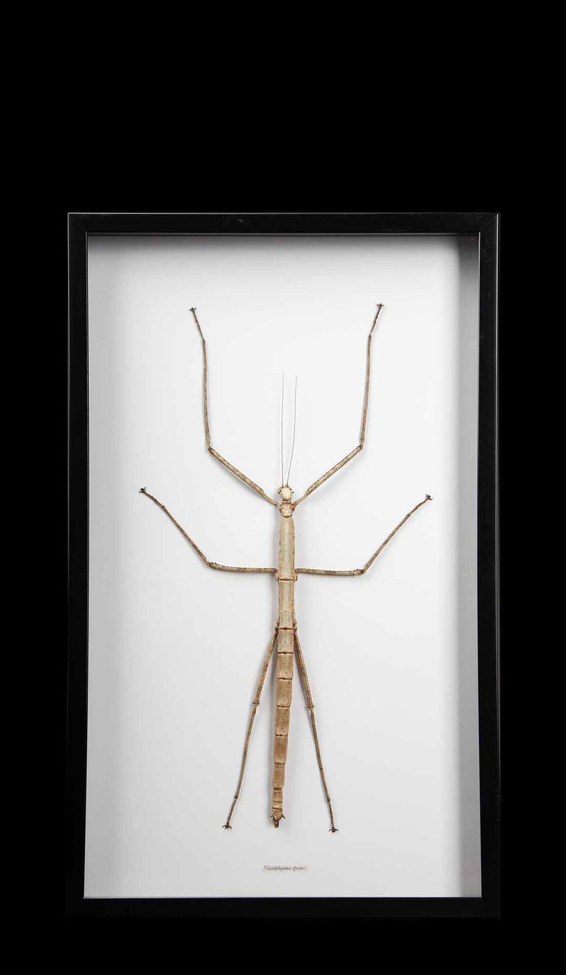 Framed "Nesiophasma Species" Large Stick Insect