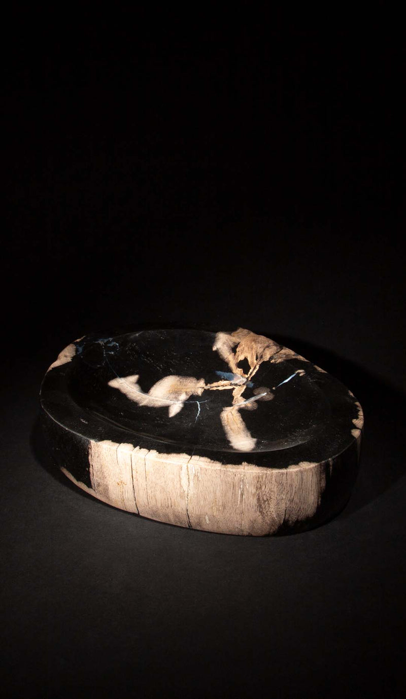 Petrified Wood Vide Poche