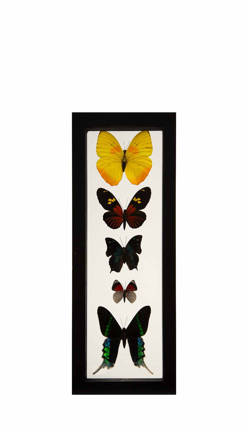 Butterflies in Double-Paned Glass and Ebonized Frame