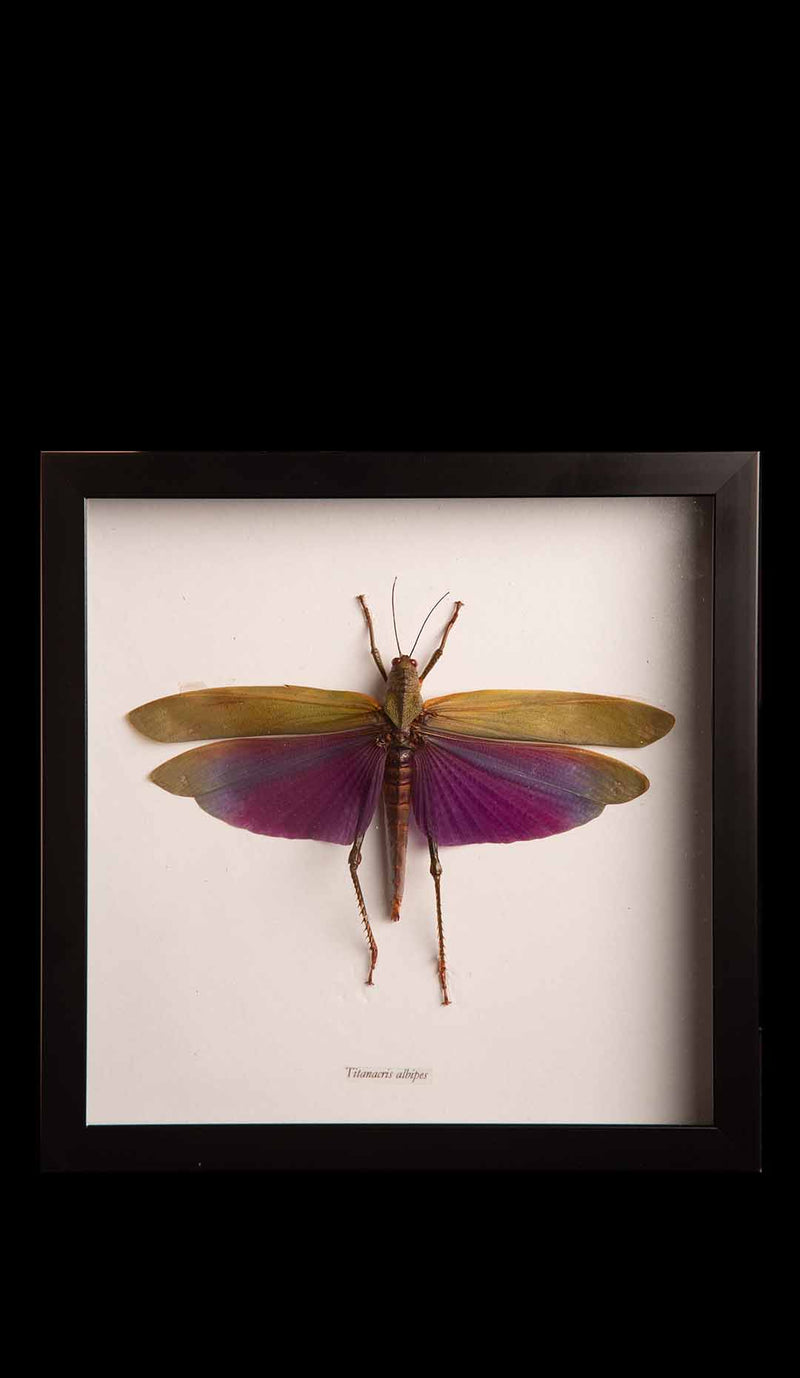Framed Titanacris Albipes "Grasshopper"