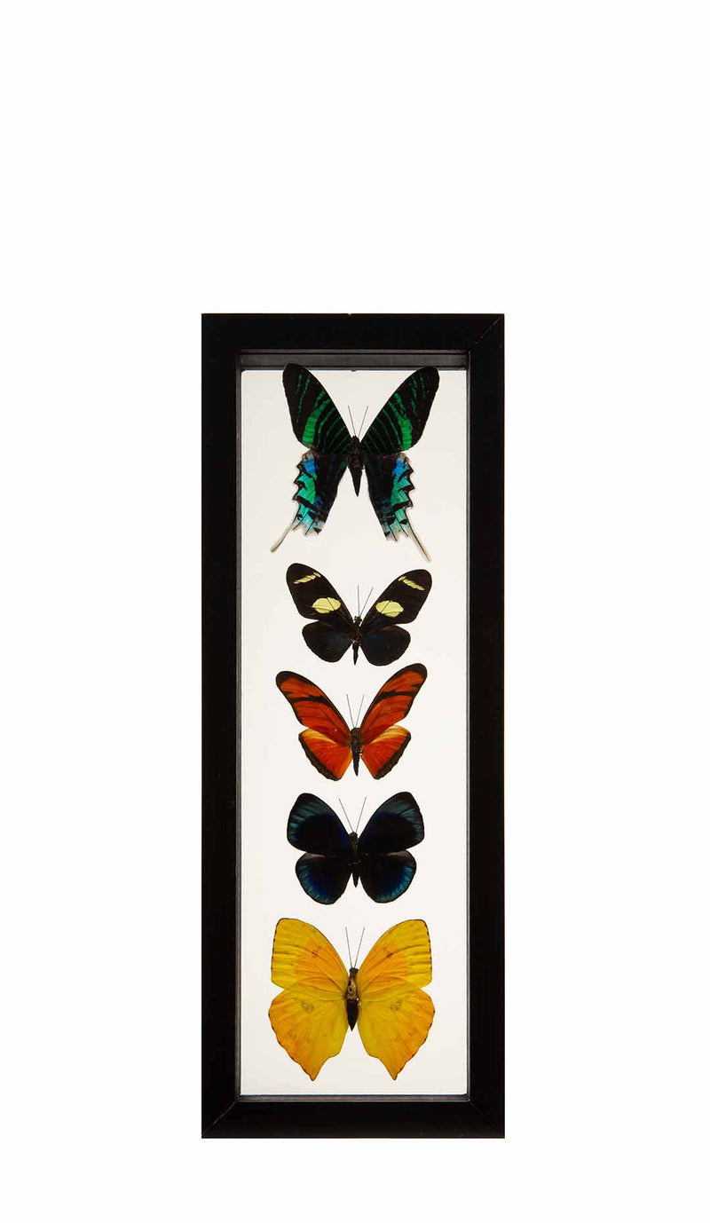 Butterflies in Double-Paned Glass and Ebonized Frame