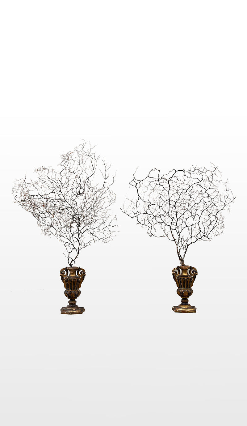 Opulent Ocean: Extra-Large Sea Fans on Antique Gilded Bases-60" High