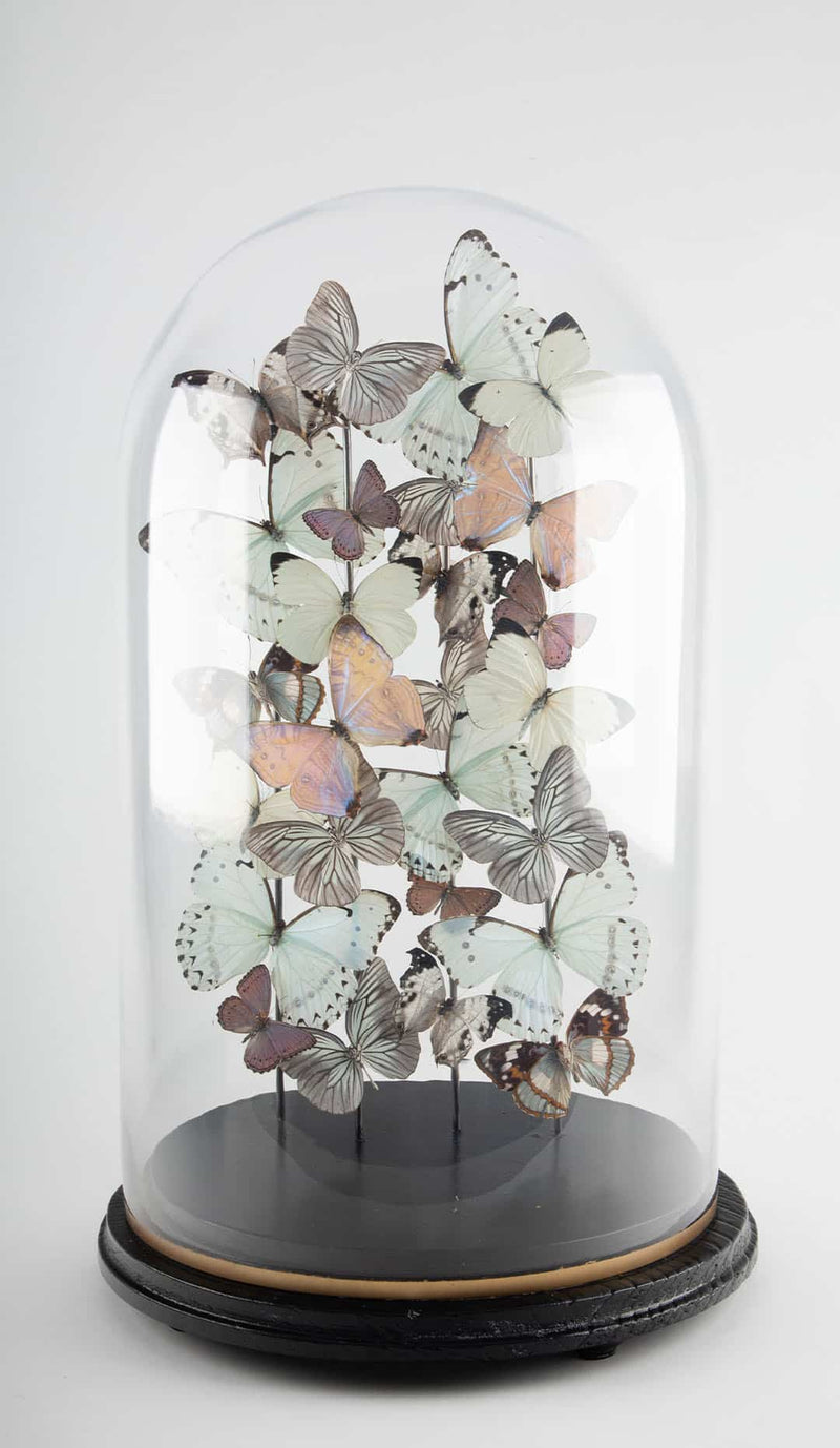Opaline by Hasharat