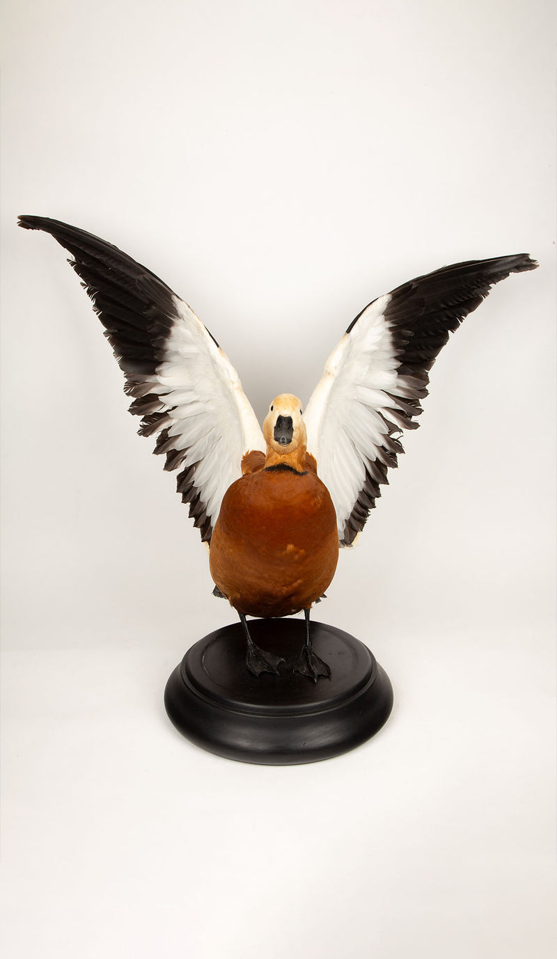 Feathered Flame: Taxidermy Ruddy Shelduck on Sleek Black Base
