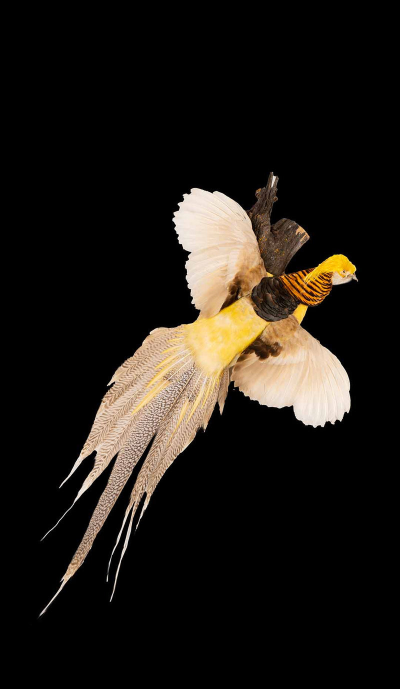 Yellow Golden Pheasant Wall Mounted Taxidermy