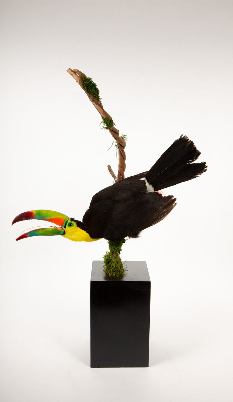 Tropical Flair: Vibrant Taxidermy Keel-Billed Toucan on Display