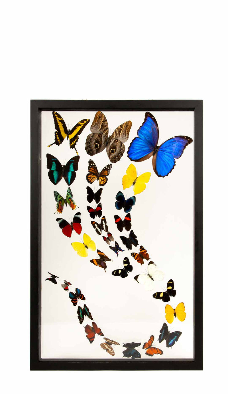 Framed Butterfly Swarm - 25" H