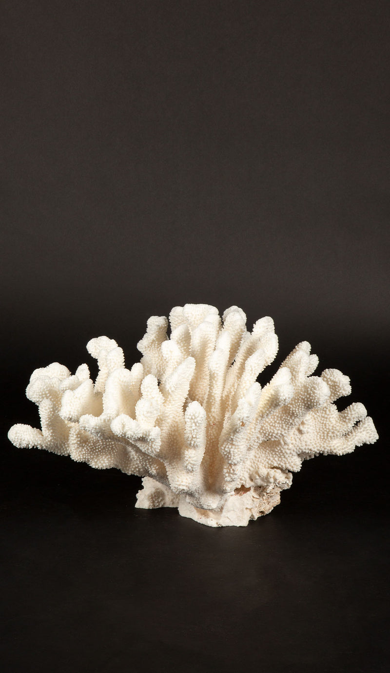 Massive Cauliflower Coral Specimen 21.5"