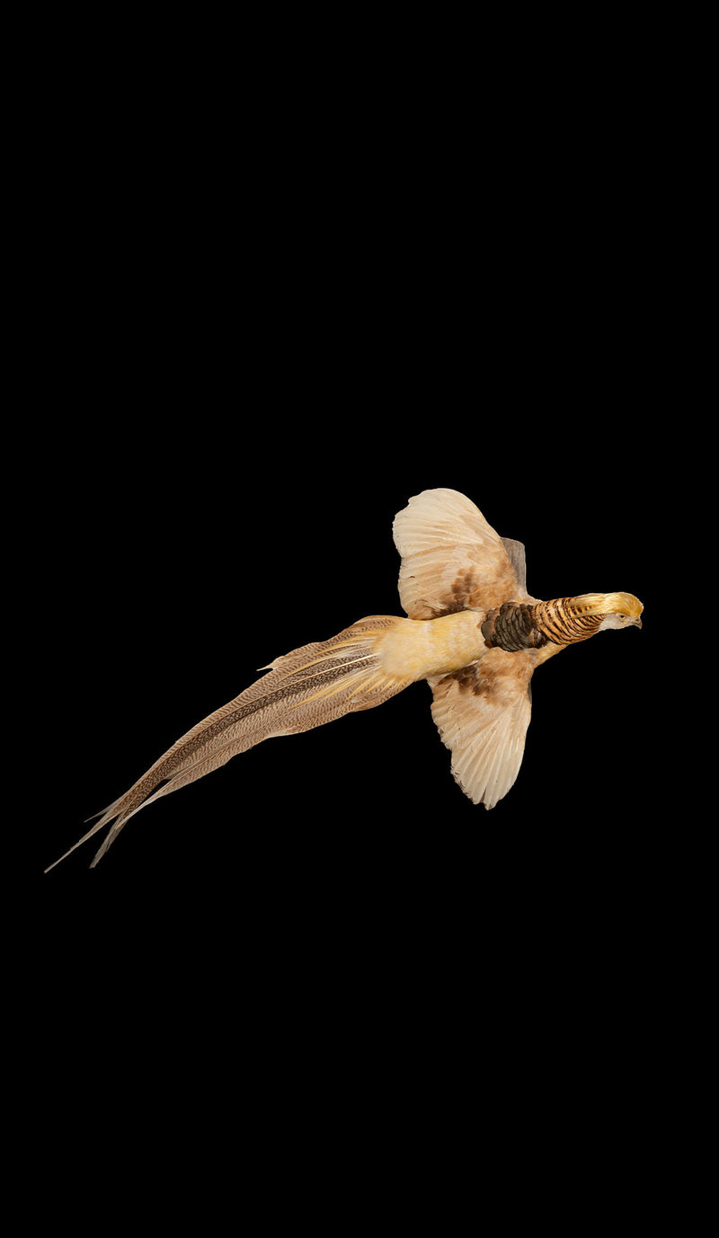 Yellow Golden Pheasant Wall Mounted Taxidermy Specimen