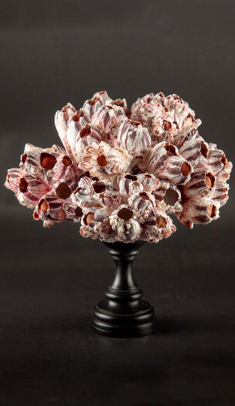 Mounted Acorn Barnacles