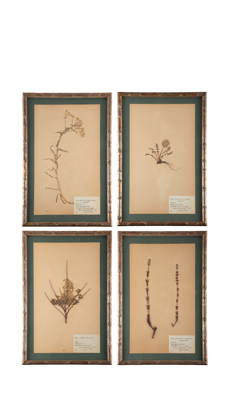 Gilt Framed Herbier Botanical Specimens from the early 20th Century