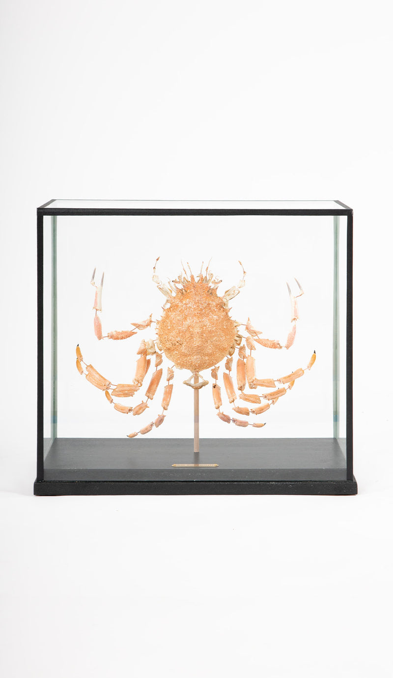 Deconstructed Spiny Spider Crab (Maja Brachydactyla) Specimen Under Glass Case