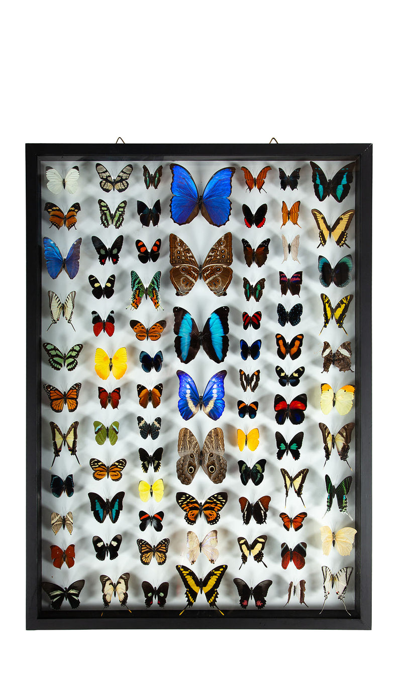 Large Framed Butterfly Swarm - 36" H