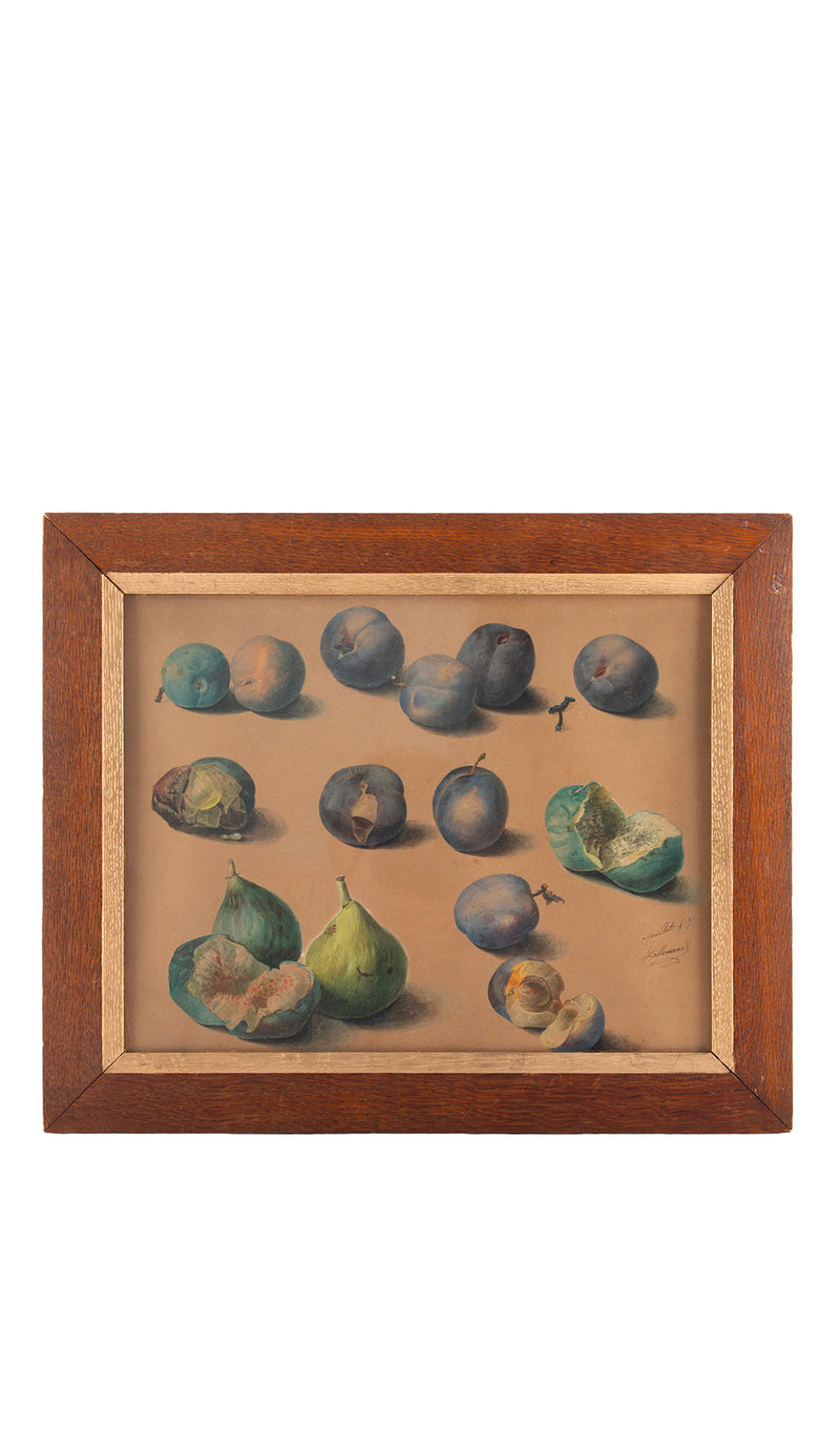 Still Life of Figs and Plums by Adèle Hippolyte Lallemand