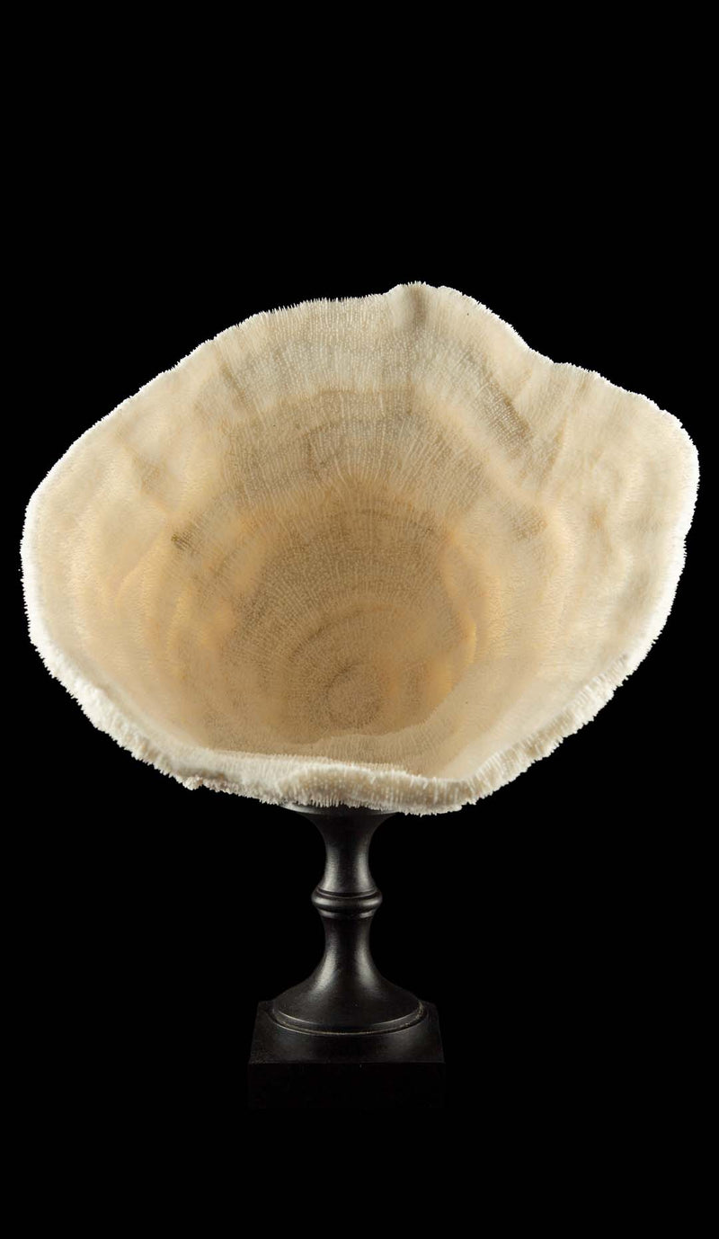 Mounted Natural Specimen of Cup Coral