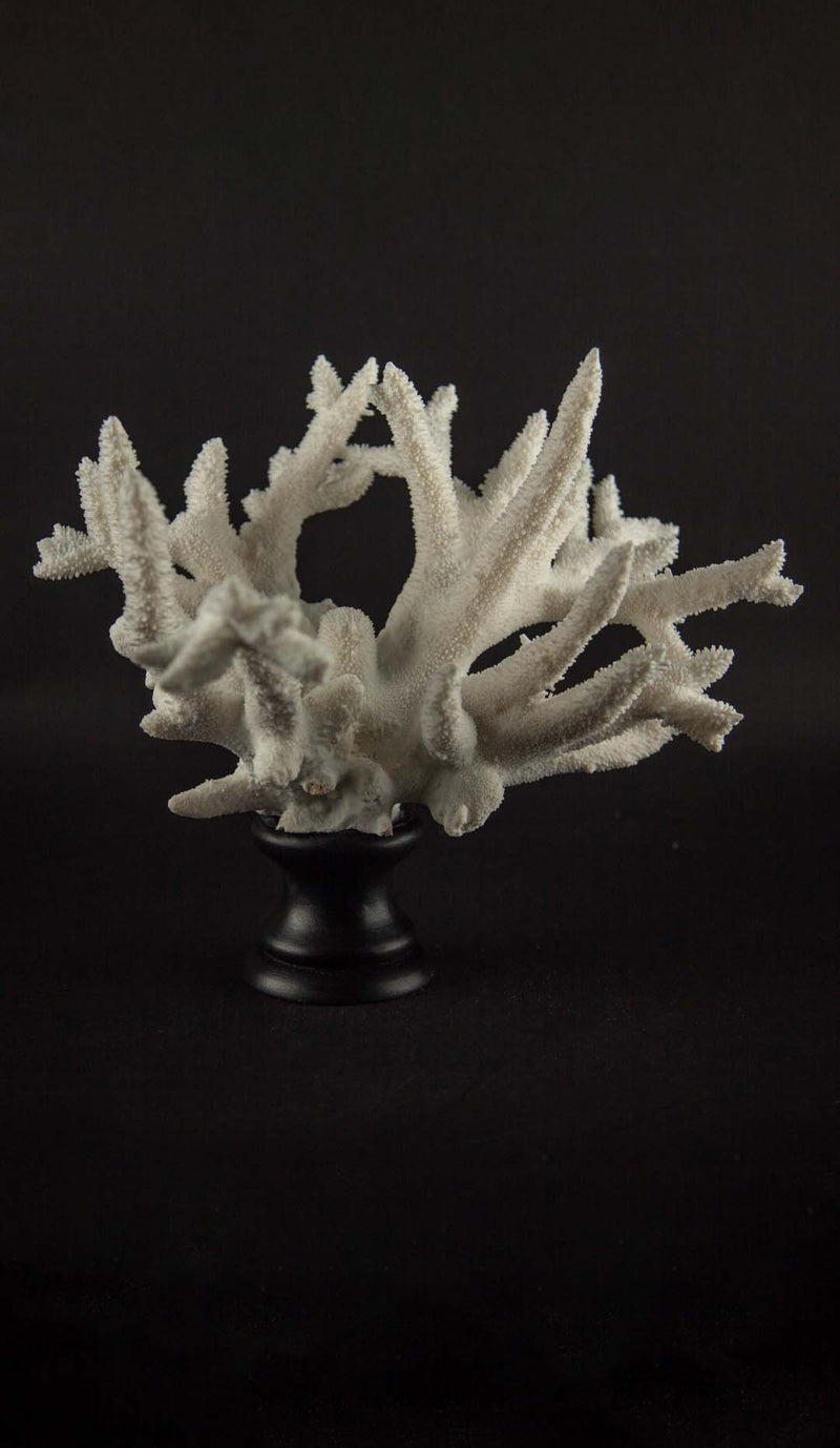 Mounted Acropora cervicornis (Staghorn Coral) Specimen