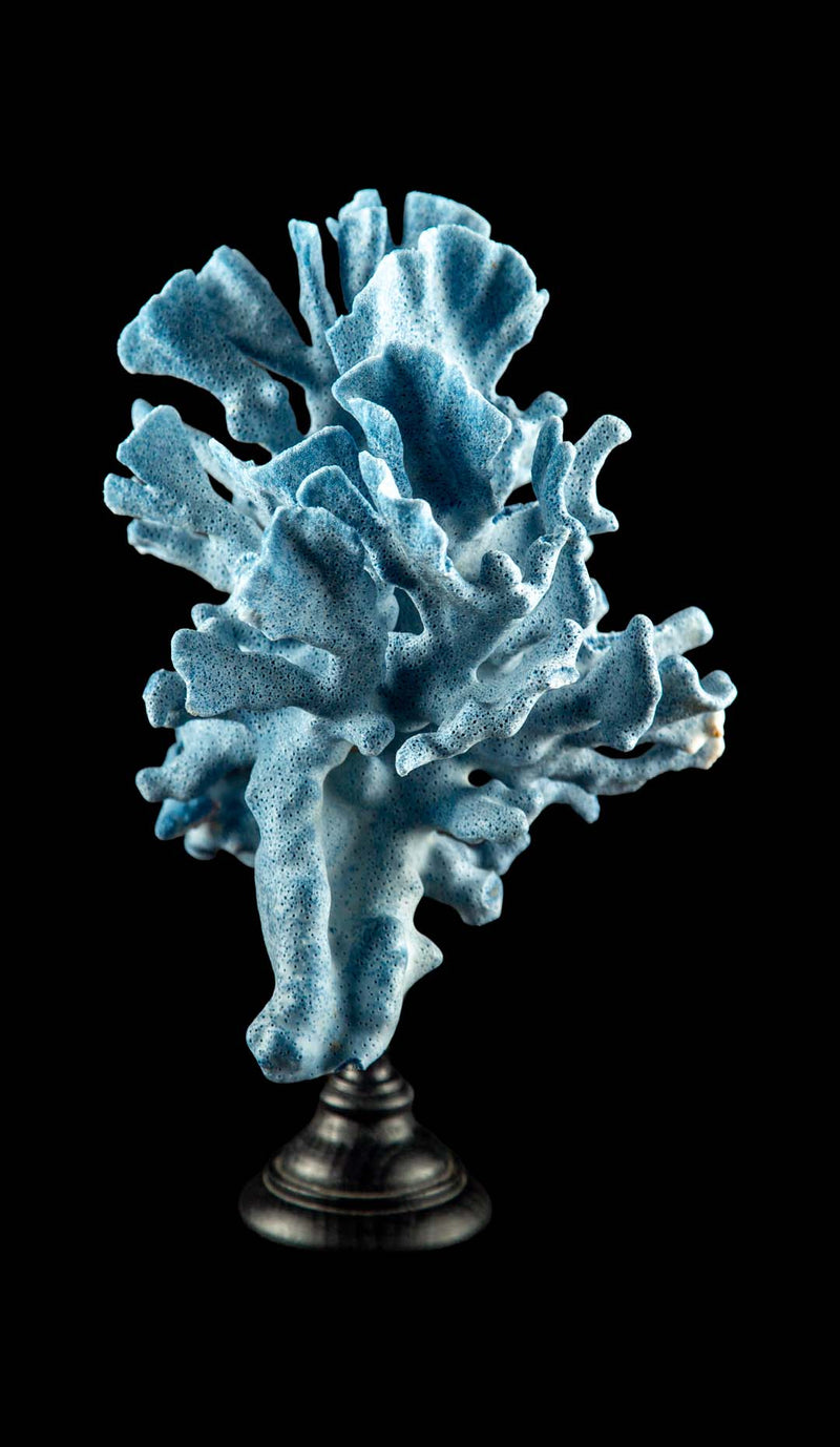 Mounted Blue Coral