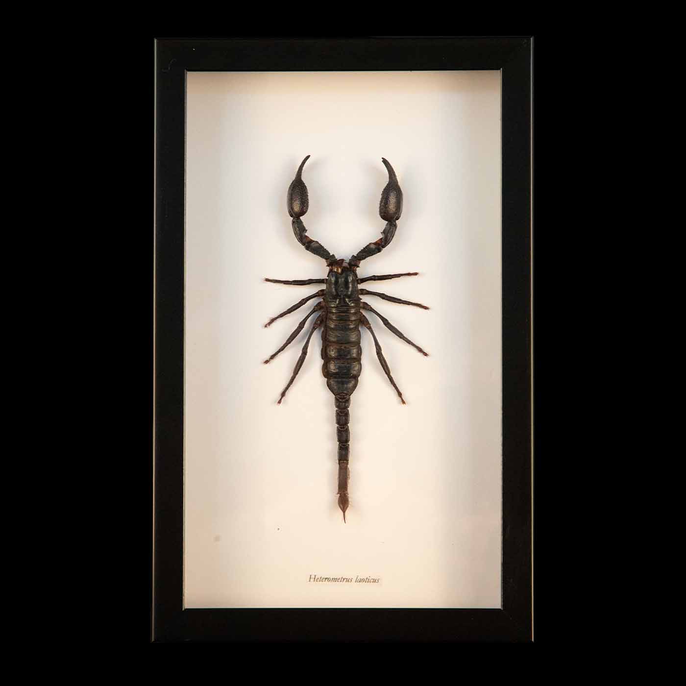 Framed Vietnam Forest Scorpion | Creel and Gow