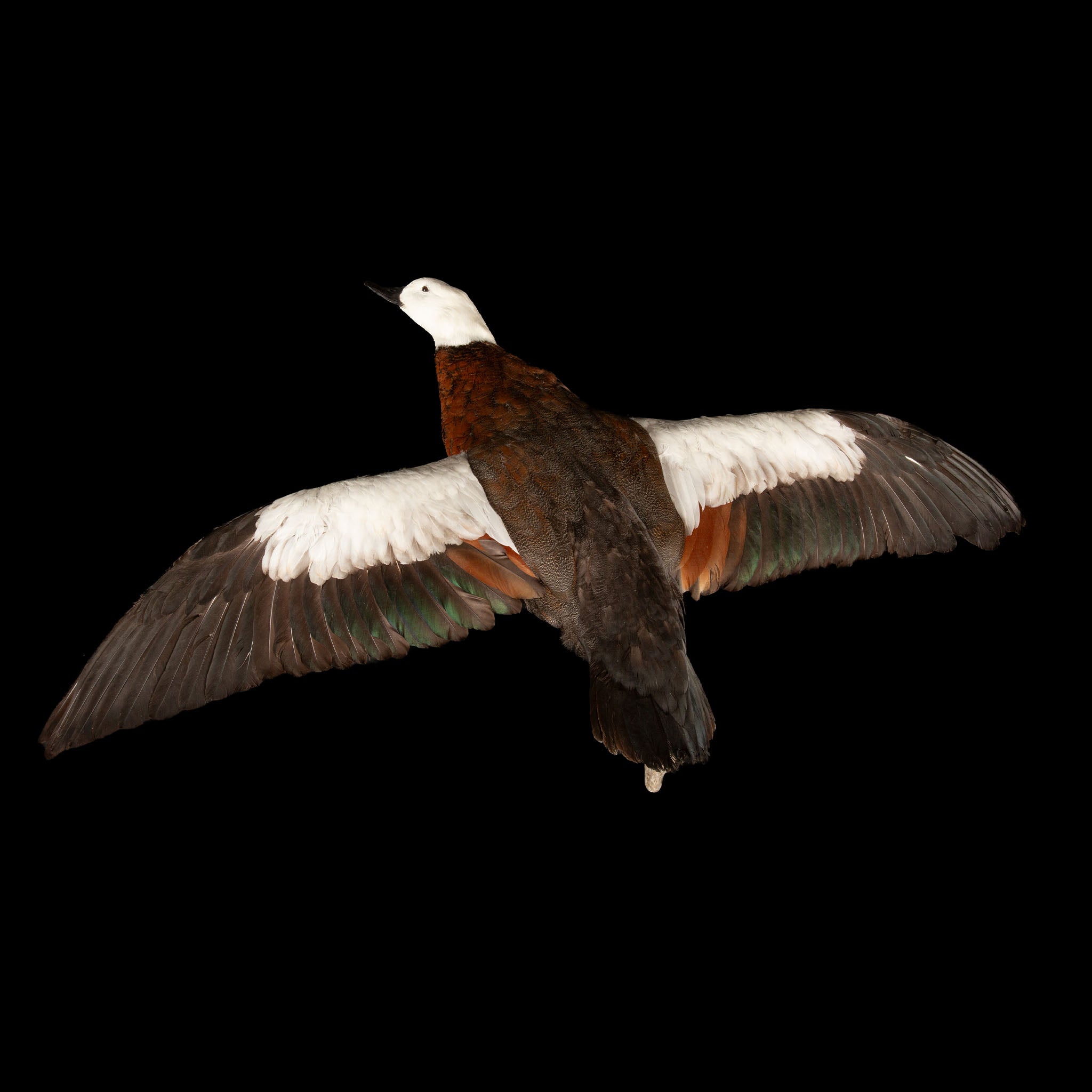 Taxidermy Paradise Shelduck in Flight (Tadorna variegata)