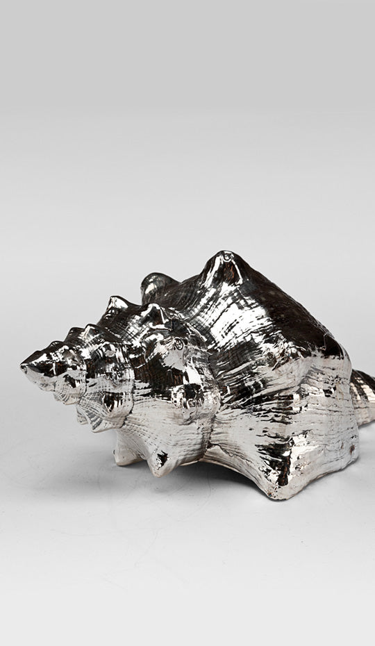 Silvered Fasciolaria Shell