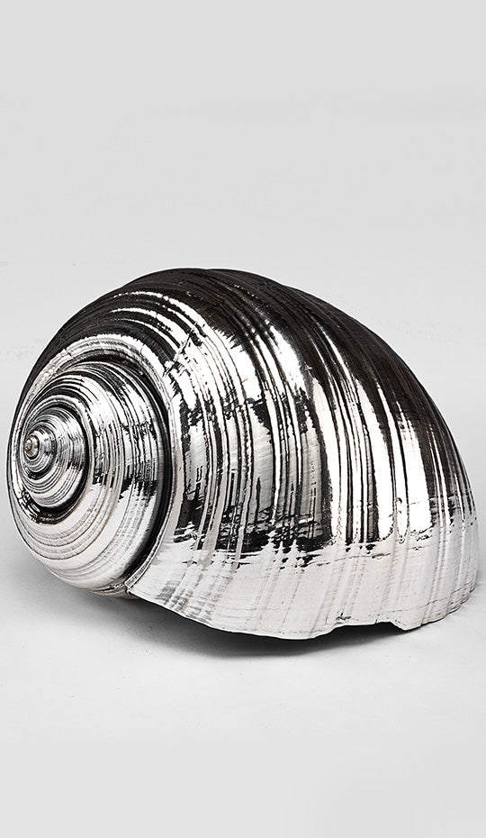 Silvered Tonna Shell