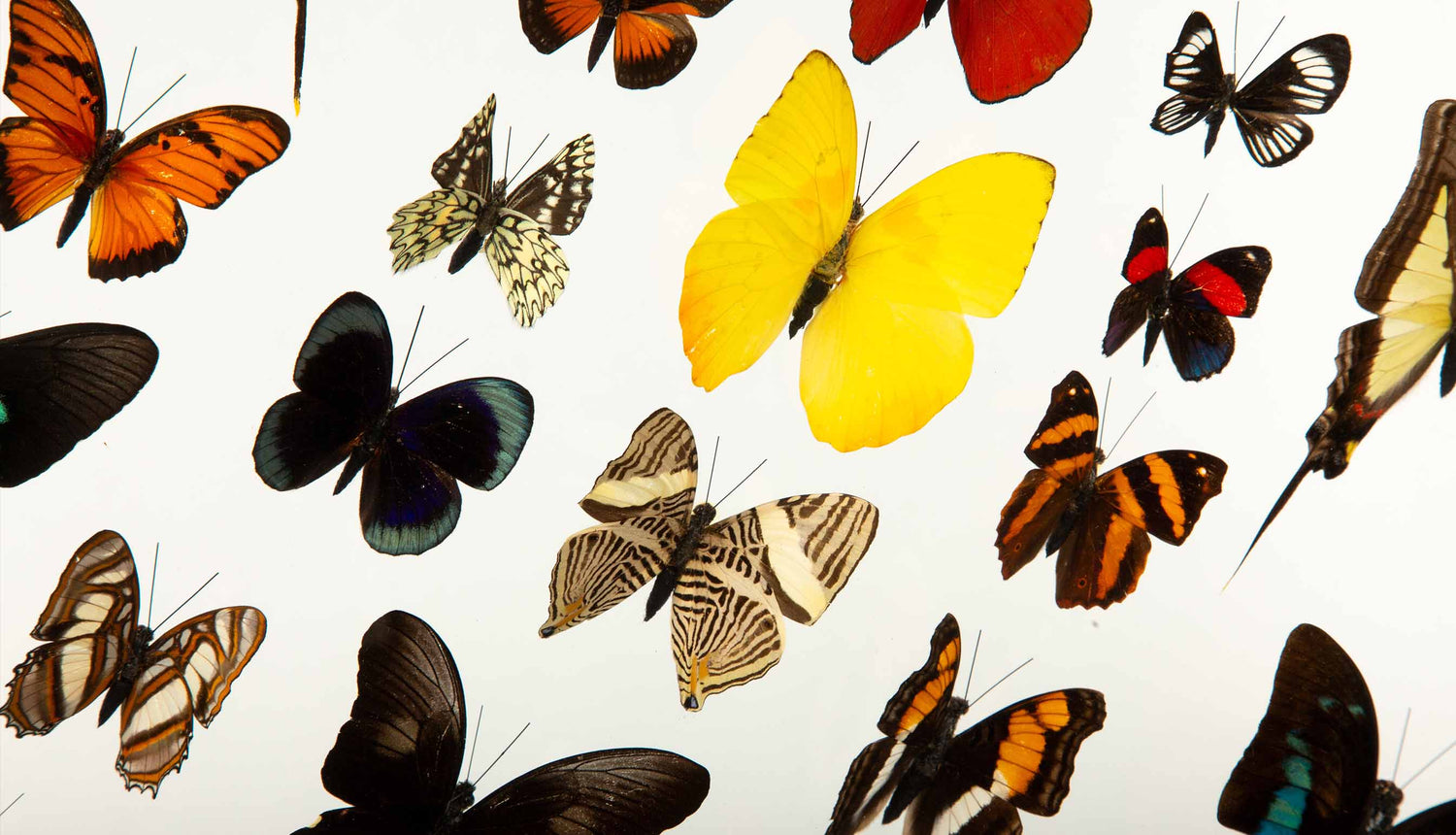 Butterflies & Bugs