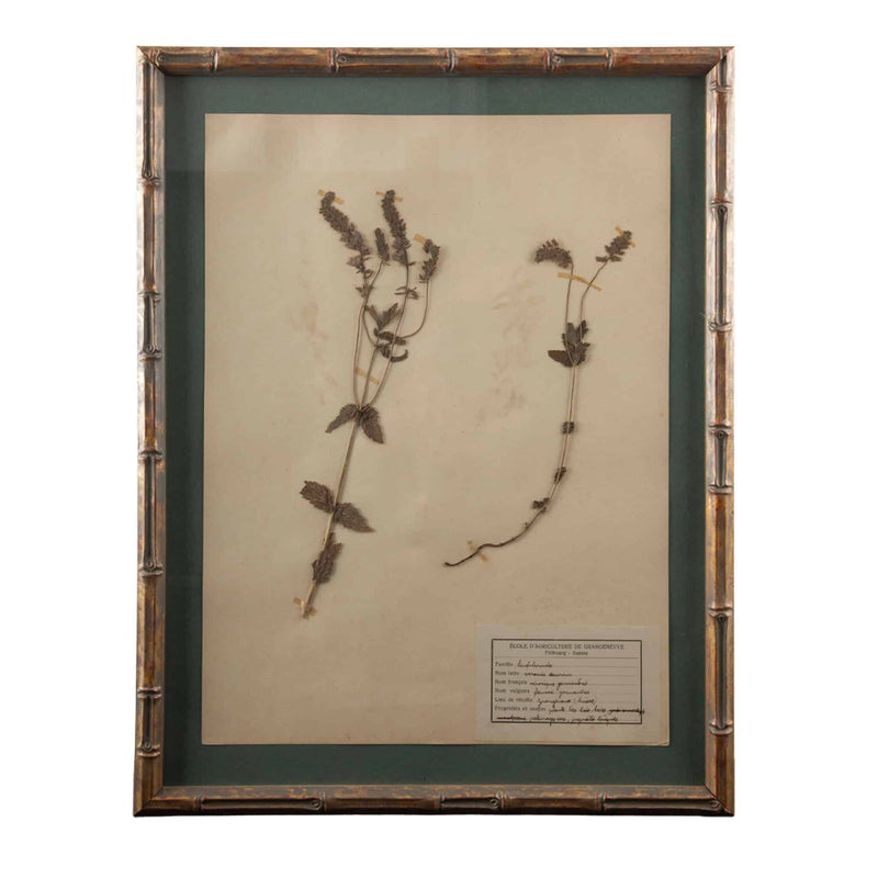 Gilt Framed Herbier Botanical Specimens from the 19th Century on Green Background
