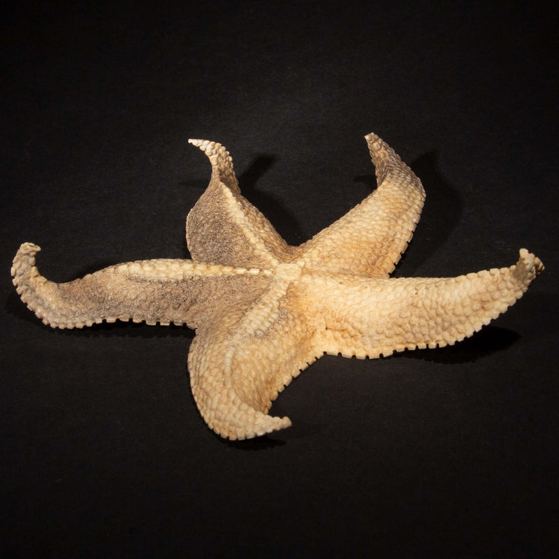 Hand Carved Moose Antler Starfish, 6.5"