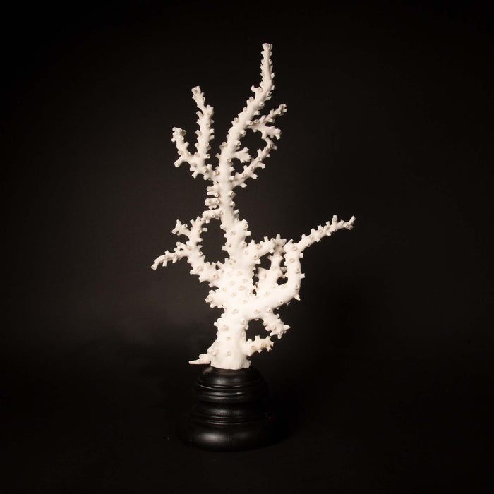 Very Large Custom Mounted Octopus Coral (Galaxea fascicularis)