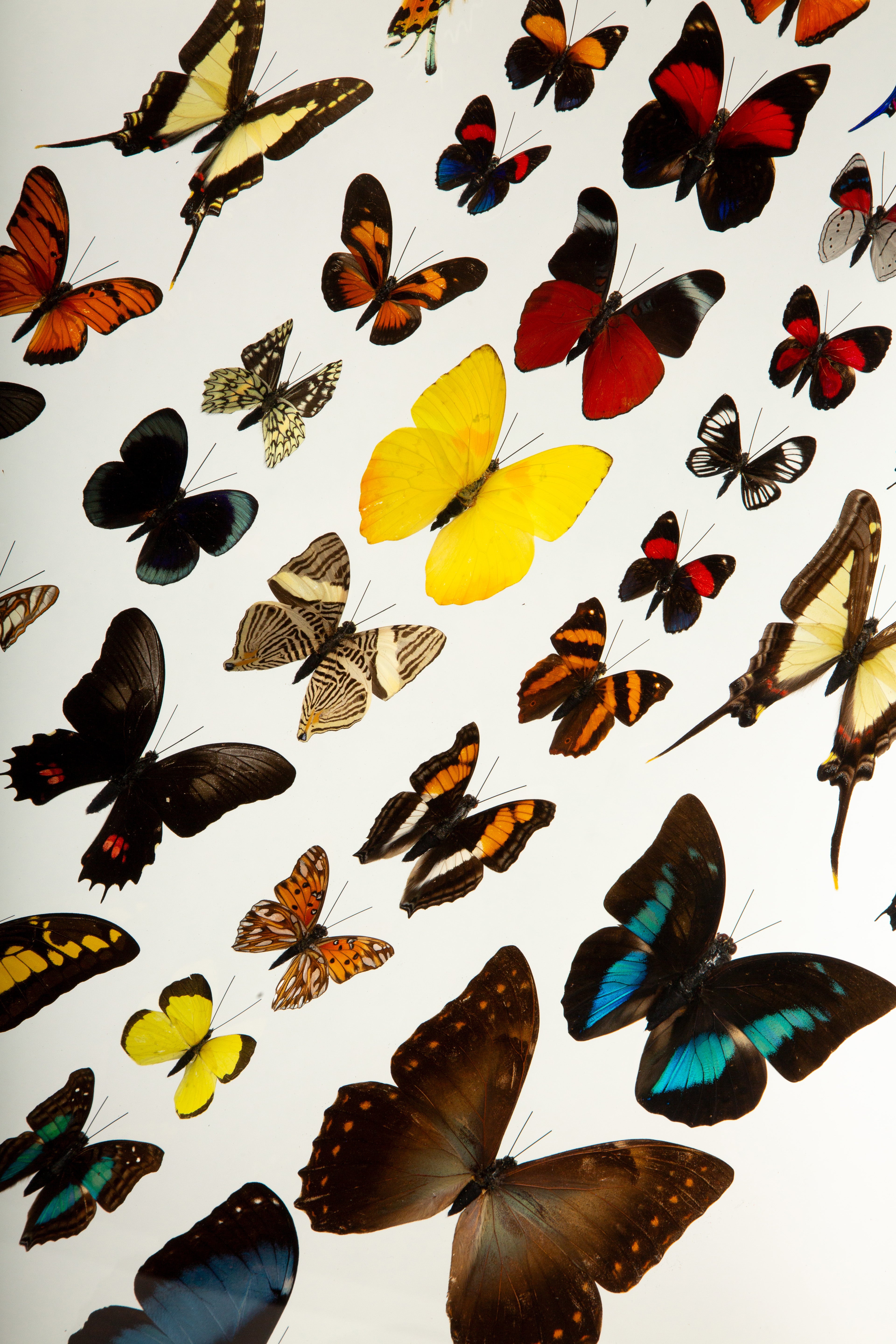 Large Framed Butterfly Swarm - 36