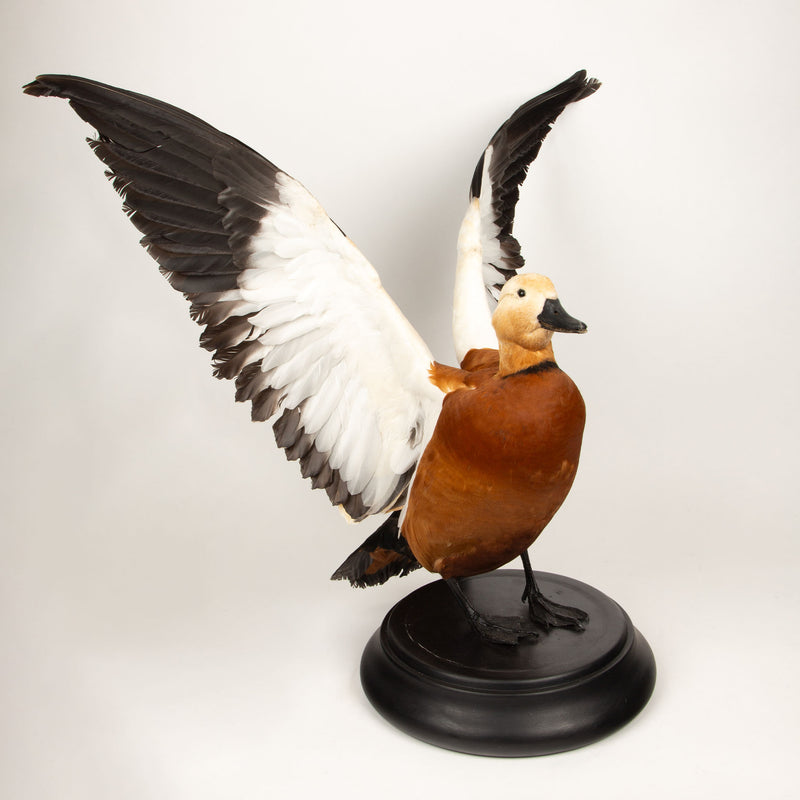 Feathered Flame: Taxidermy Ruddy Shelduck on Sleek Black Base