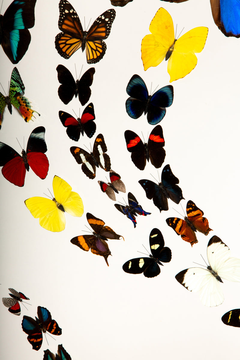 Framed Butterfly Swarm - 25" H