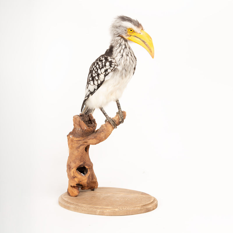 Taxidermy Southern Yellow-billed Hornbill on Driftwood Mount
